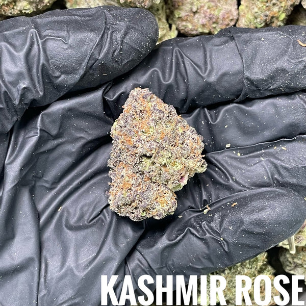🆕21.12 Kashmir Rose
