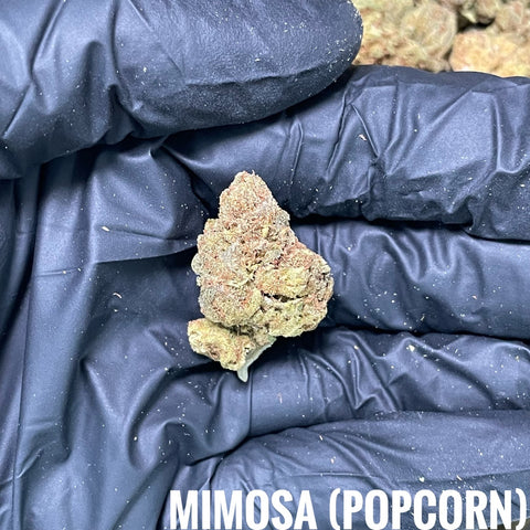 🆕35.1 Mimosa (Popcron Size)