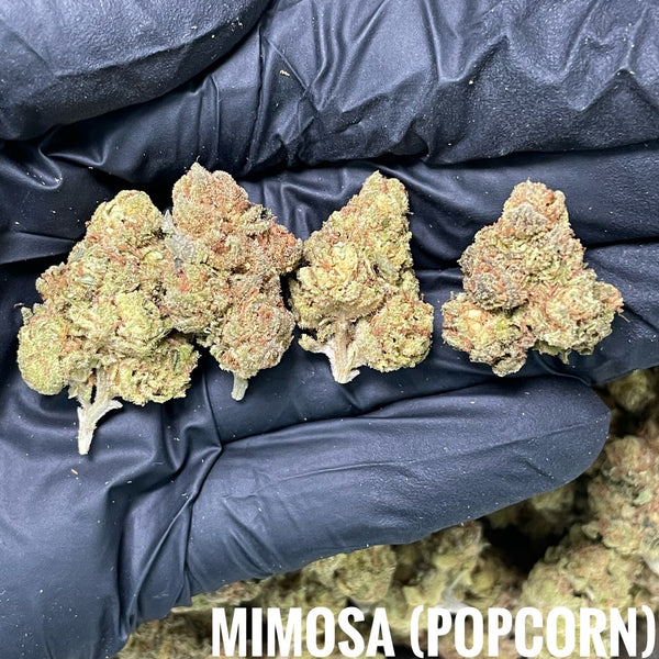 🆕35.1 Mimosa (Popcron Size)